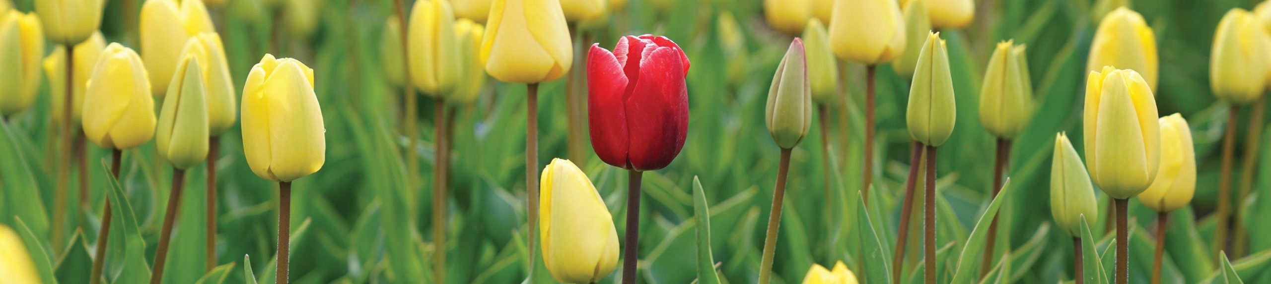 Empathie in uitvoering